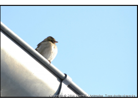 .... - Photo de Oiseaux