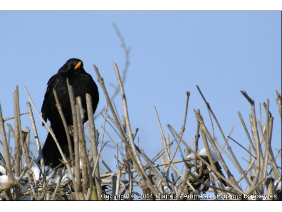 Un merle...:) - Photo de Oiseaux