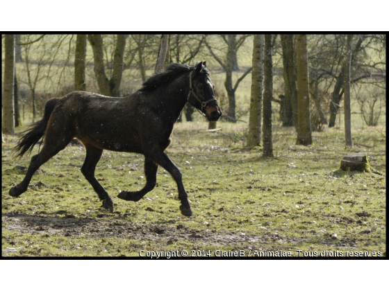 Quelques foulées de bohneur...:) - Photo de Chevaux