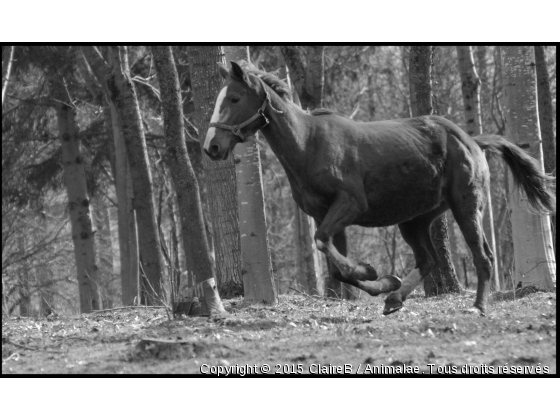 ...:) - Photo de Chevaux