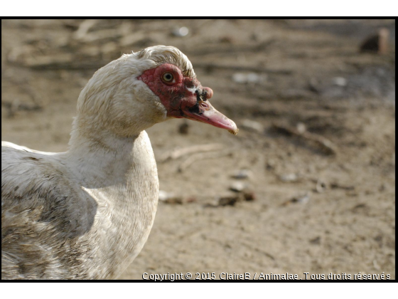 Un petit canard...:) - Photo de Animaux Ferme