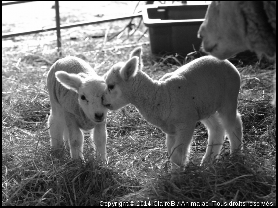 :) - Photo de Animaux Ferme