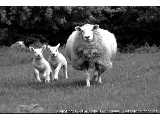 Une brebis et ses agneaux ^^ - Photo de Animaux Ferme