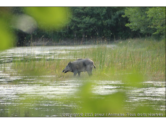 en sologne - Photo de Animaux sauvages