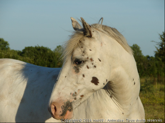 Une complicité - Photo de Chevaux