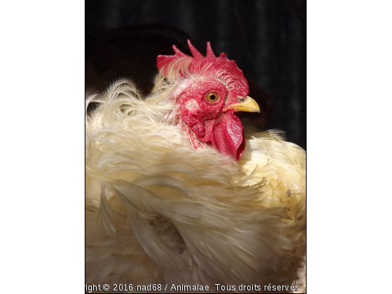 Mr le coq - Photo de Animaux Ferme