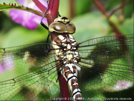 Une libellule dans mon jardin - Photo de Microcosme