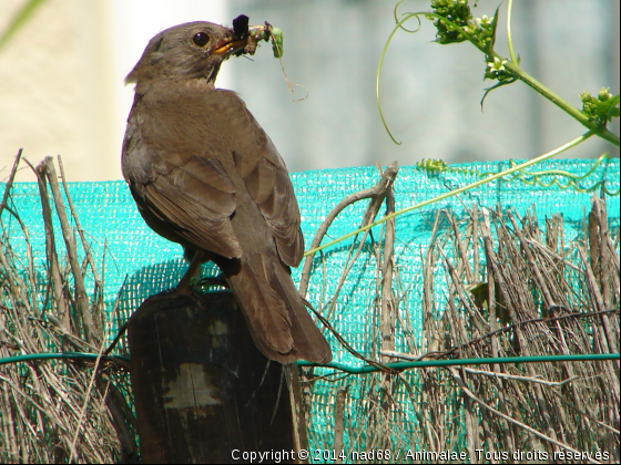 Une grive - Photo de Oiseaux