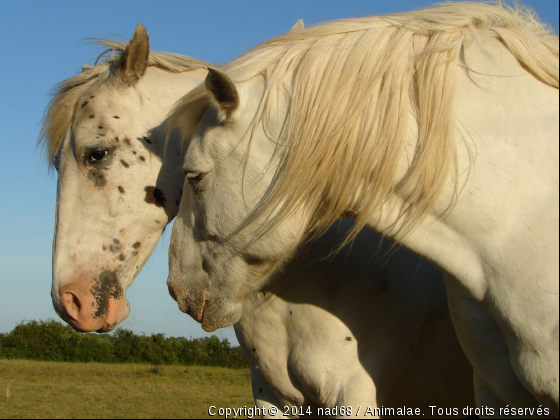 2 grands compagnons - Photo de Chevaux