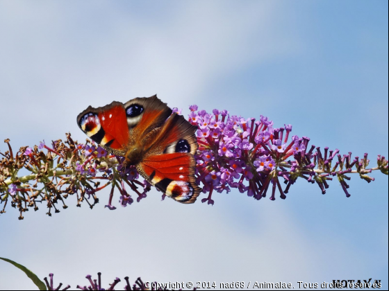 Joli papillon - Photo de Microcosme