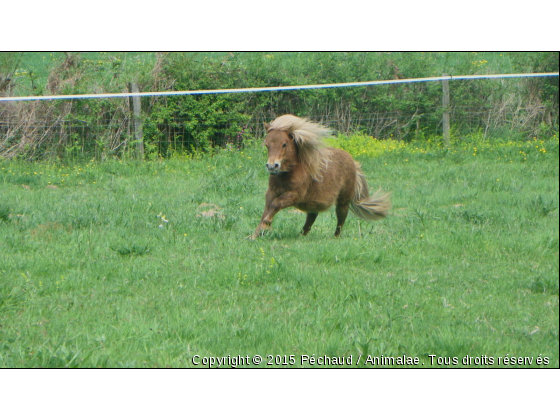 quel Voyou !!! - Photo de Chevaux