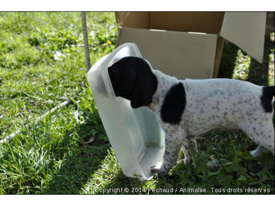 lavage automatique !!! lancer !!!! - Photo de Chiens