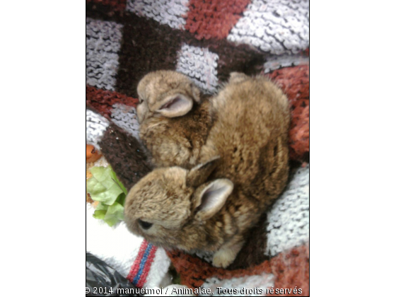 Bèbès lapins - Photo de Animaux Ferme