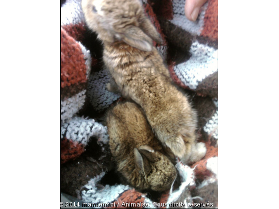 Bèbès lapins - Photo de Animaux Ferme