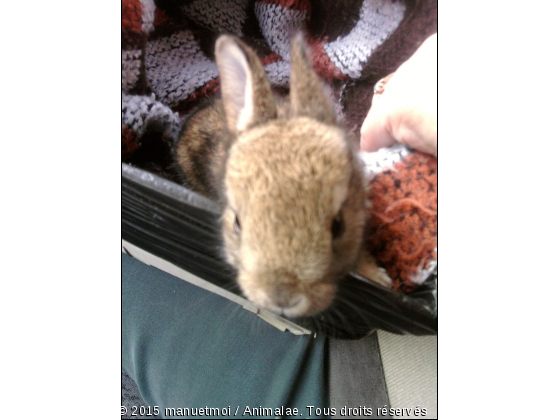 Bèbès lapins - Photo de Animaux Ferme