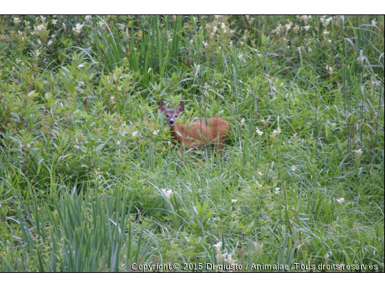 chevrette  - Photo de Animaux sauvages