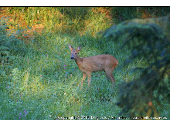 chevrette  - Photo de Animaux sauvages