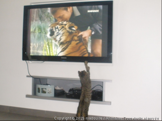 madouille amoureuse des tigres - Photo de Chats