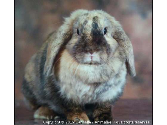 Cannelle fait sa star !! - Photo de Rongeurs