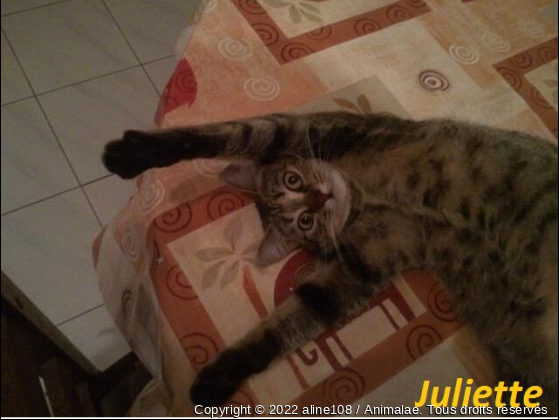 Juliette  - Photo de Chats