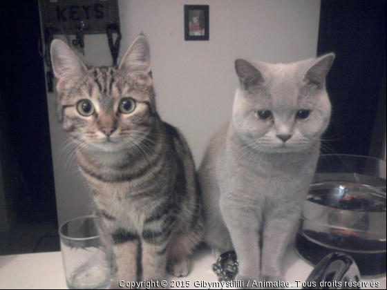 Lili et Mysti - Photo de Chats