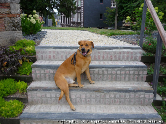 tox  - Photo de Chiens