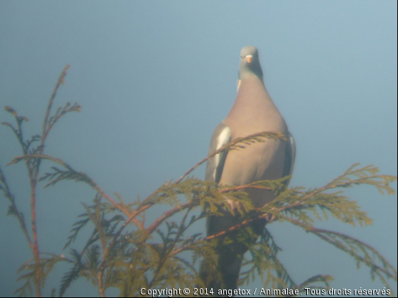 des photo que jai prix et que j adore  - Photo de Oiseaux