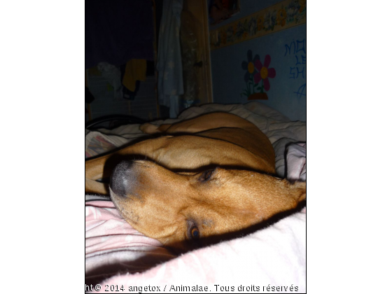 tox  - Photo de Chiens