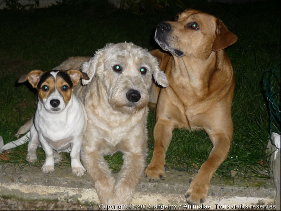 tox - Photo de Chiens