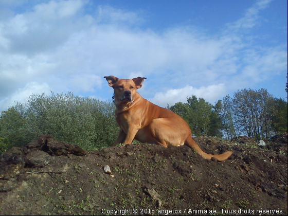 plein de photo que je fait  - Photo de Chiens