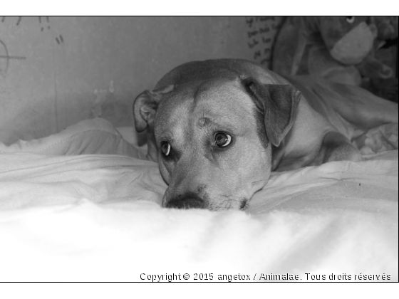 tox - Photo de Chiens