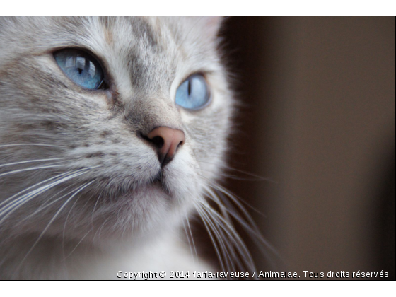 Notre petit Neige, qui parsème des flocons de bonheur chaque jour !  - Photo de Chats