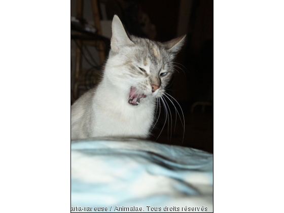 petite Neige &lt;3 - Photo de Chats