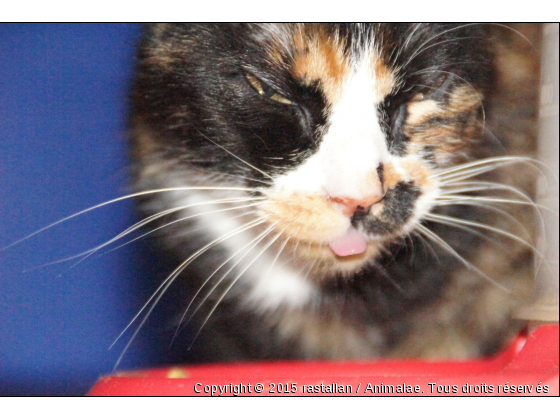 Shaïna, une bouille d&#039;amour si mystérieuse encore aujourd&#039;hui  - Photo de Chats