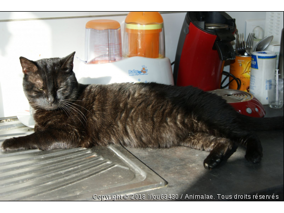 chocolat - Photo de Chats