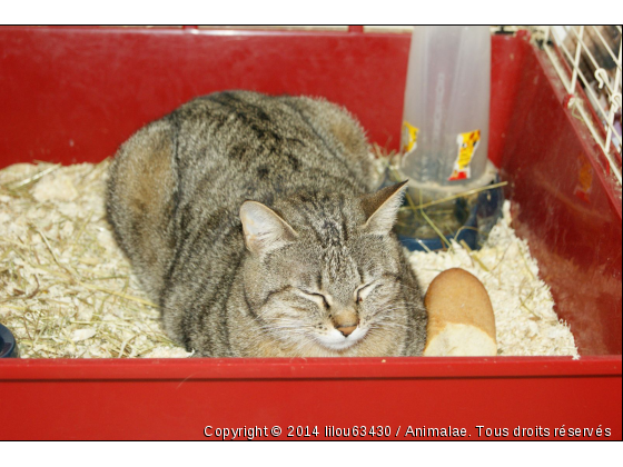 dodo dans la litiere du lapin - Photo de Chats