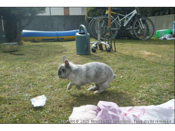 lapin - Photo de Rongeurs