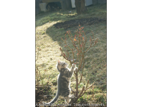 est si je faisait mes griffes sur le rosier - Photo de Chats