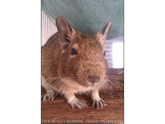 Phoebe - Photo de Rongeurs