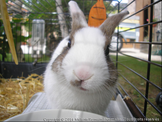 Petit lapin nain nommé Kiko  - Photo de Rongeurs