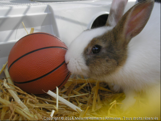 Lapin nain au basket ! - Photo de Rongeurs