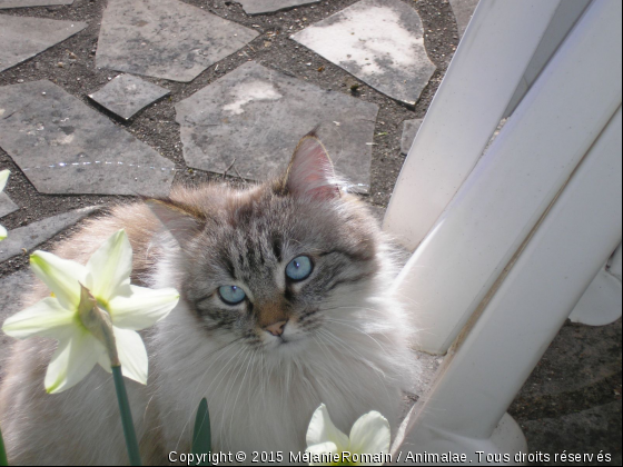 Chat entouré de fleurs   - Photo de Chats