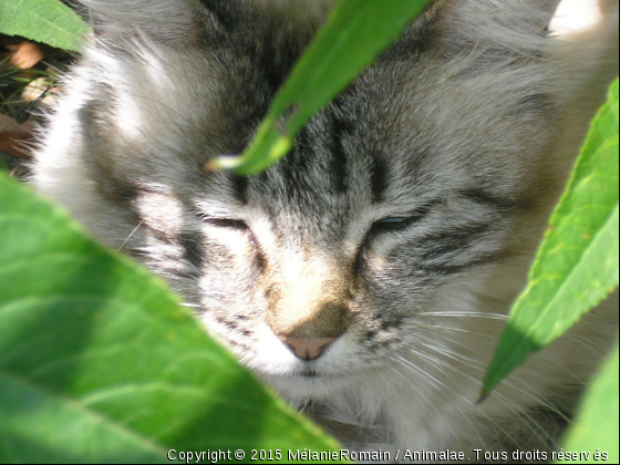 Chat dans les feuilles  - Photo de Chats