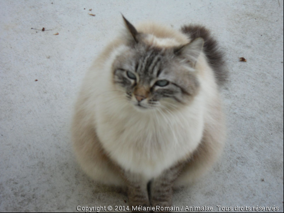 Sacré de Birmanie  - Photo de Chats