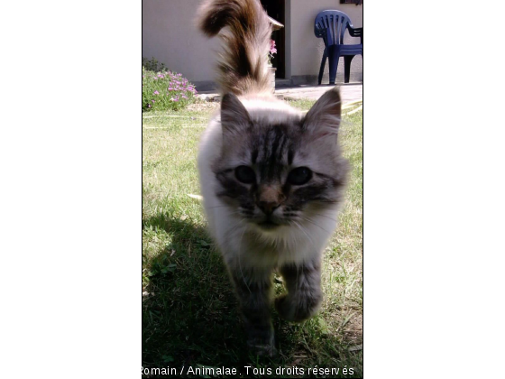 Sacré de Birmanie nommée Minou  - Photo de Chats