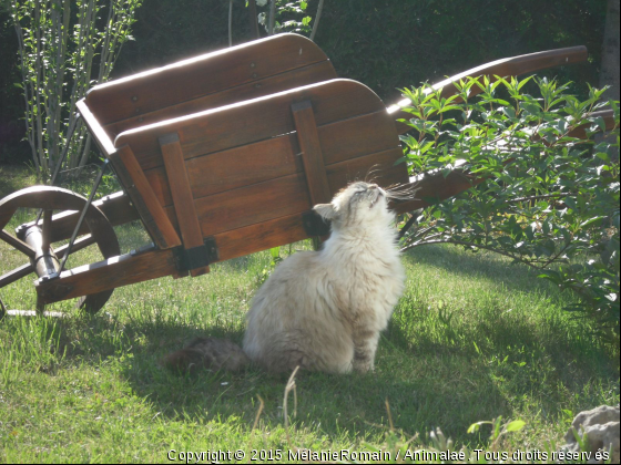 Chat devant une brouette et au soleil  - Photo de Chats