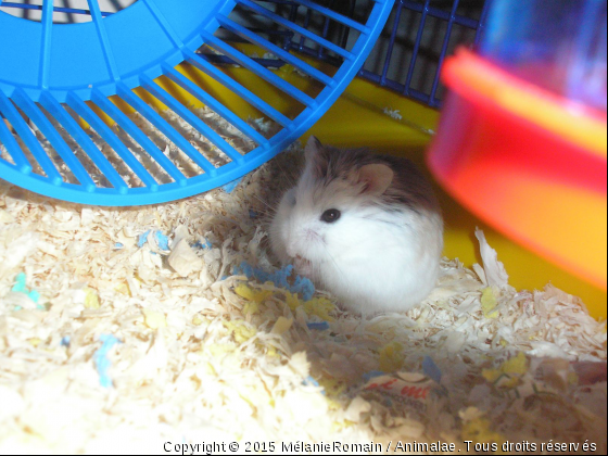 Petit boule d&#039;hamster  - Photo de Rongeurs