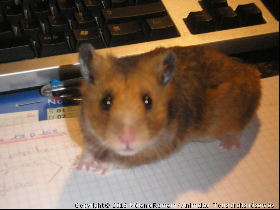 Hamster doré  - Photo de Rongeurs
