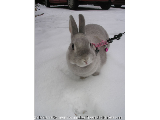 Lapin les pattes dans la neige  - Photo de Rongeurs