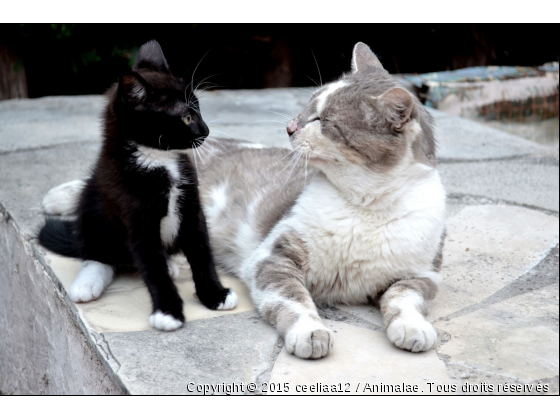 Kachou et Keddy  - Photo de Chats